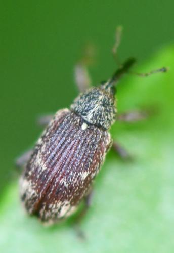 Bradybatus sp.